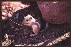 White Tailed Antelope Squirrel Mojave Desert Barstow California