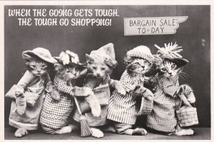 Humour Dressed Cats When The Going Gets Tough The Tough Go Shopping