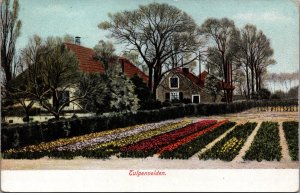 Netherlands Tulpenvelden Tulip Fields Vintage Postcard  09.74