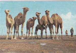 BF18767 la pose pour la photo camel types  tunisia  front/back image