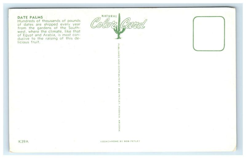 Postcard Date Palms SW C40