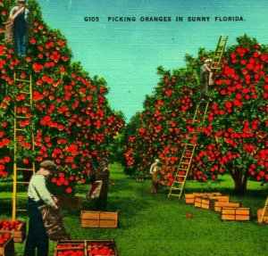Picking Oranges In Sunny Florida FL AgricultureLadders UNP Linen Postcard