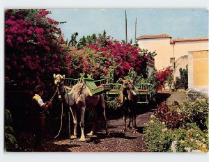 Postcard Typical scene, Puerto de la Cruz, Spain