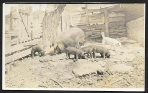 Mother Pig w/Piglets & Cat in Pigpen RPPC Unused c1910s