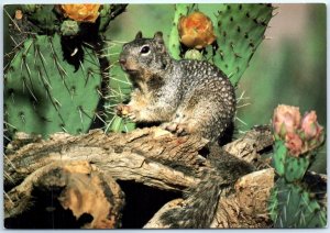 M-91054 Gray Squirrel and Prickly Pear Cactus