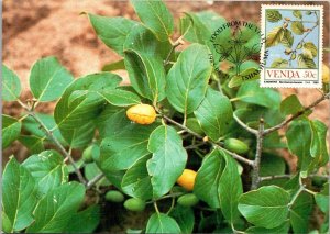 South Africa Limpopo Tshakhuma Food From The Veld