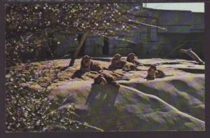 Lion,Tulsa Zoo,Tulsa,OK Postcard 