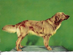 Animal. Dog Modern Italian photo postcvard 1970s