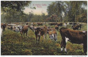 PANAMA, 1900-1910's; A Native Cattle, Farm, Canal Zone