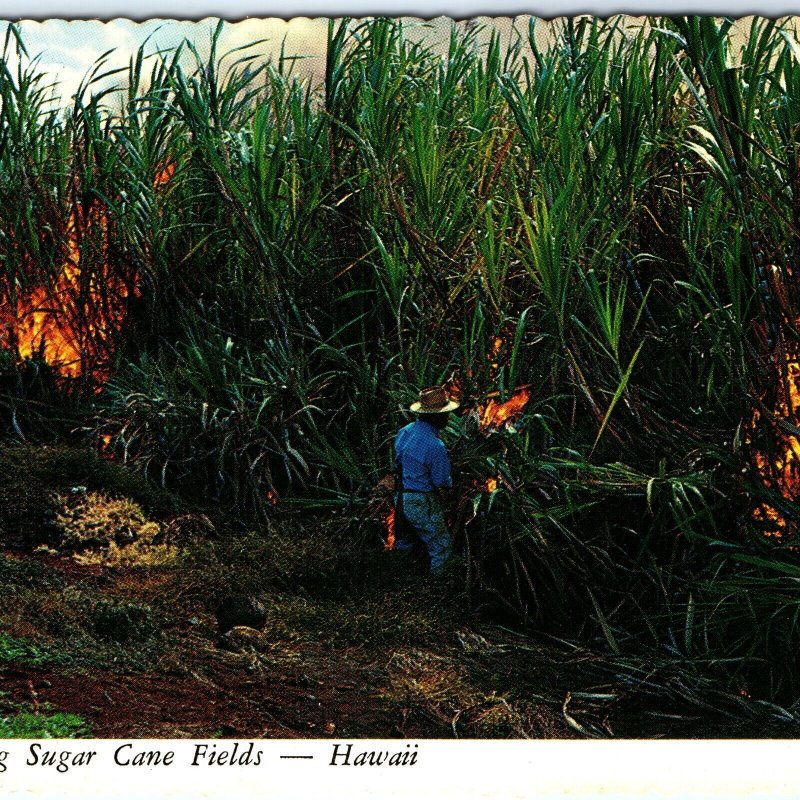 c1970s Hawaiian Islands, HI Burning Sugar Cane Fields Farming Harvest 4x6 PC M16