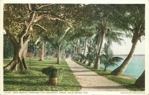 Florida Palm Beach Lake Worth Coconut Trees C-1910 Postcard Phostint 22-530