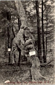 Kenoza Lake, NY New York  CLIMBING BEAR TREE  Sullivan County 1907 B&W Postcard