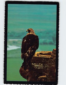 Postcard Long Golden Eagle, Montana