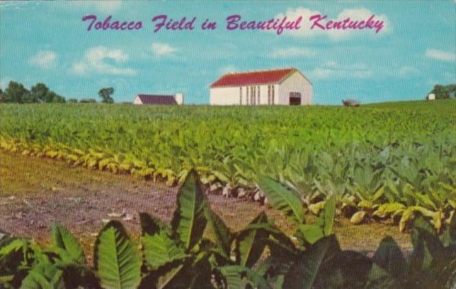 Tobacco Field In Beautiful Kentucky