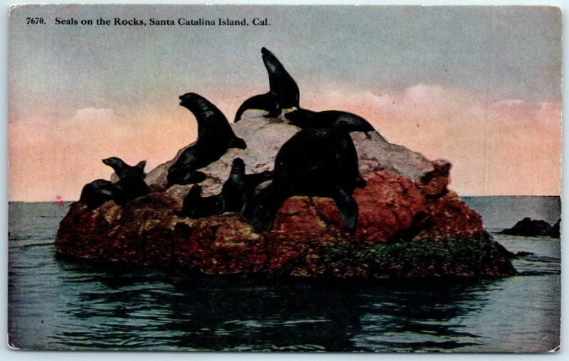 Postcard - Seals on the Rocks, Santa Catalina Island, California 