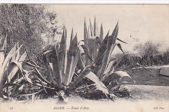 Algeria Alger Etude d'Aloes 1909