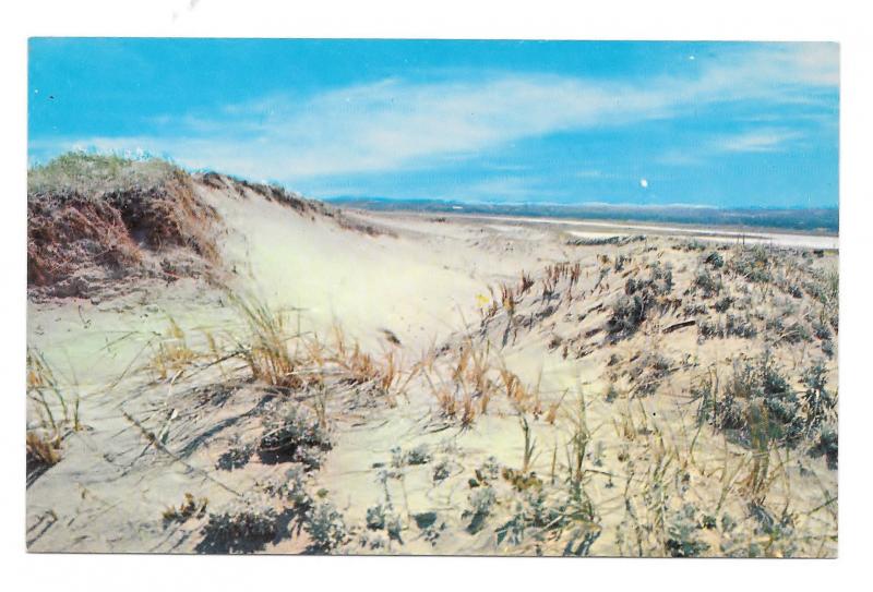 Cape Cod MA Sand Dunes Sandwich Beach Vintage Massachusetts Postcard