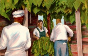 Hanging Green Tobacco In Curing Barn