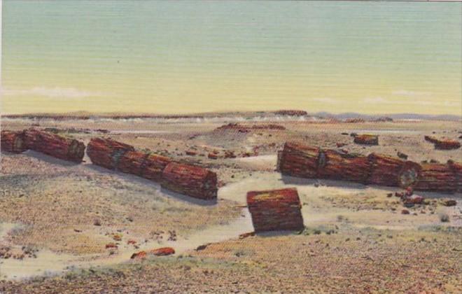 Arizona Logs In Third Forest Petrified Forest Curteich