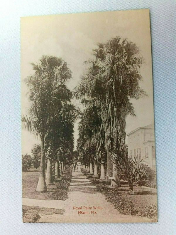 Vintage Postcard Royal Palm Walk Miami FL Florida