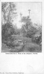 Ochlawahla River Florida Swamp View Antique Postcard K63346
