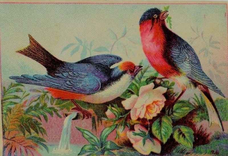 1870's-80's Centennial American Tea Co. Golden Dragon Tea Colorful Birds P43