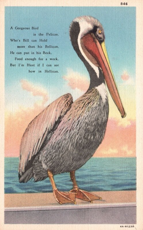 Vintage Postcard A Gorgeous Bird Pelican Long Beak Florida Asheville Post Pub.