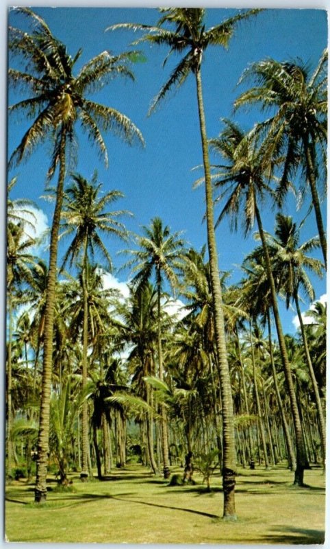 Postcard - Coconut Groves - Hawaii