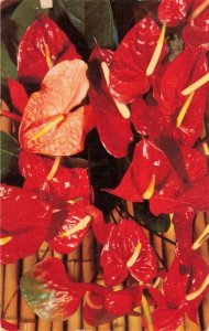 Postcard Red Anthurium Flower Hawaii