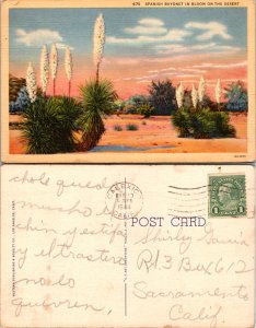 Spanish Bayonet in Bloom on the Desert (11411)