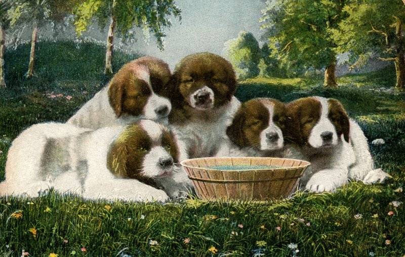 Five Puppies - Adorable!