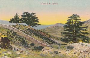 Lebanon Cedar Trees Antique Postcard