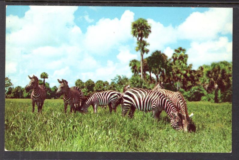 Zebras,Africa-USA,Boca Raton,FL