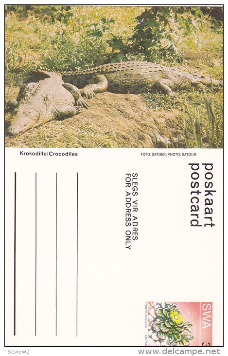 Crocodiles,  Namibia, South West Africa, 40-60s
