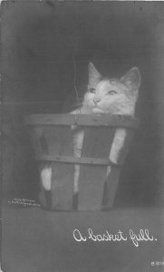 Postcard RPPC C-1910 Cat Basket Rotograph undivided 23-7436