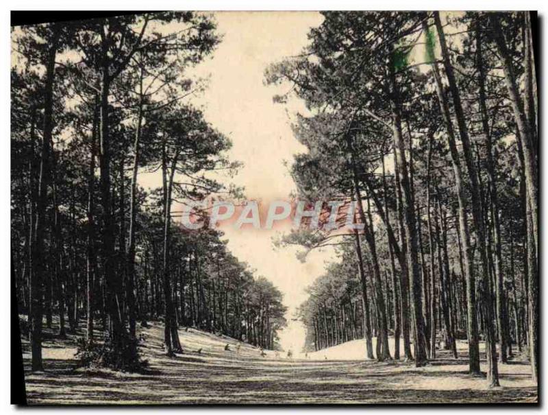 Old Postcard Arcachon La Foret