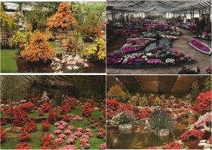 FLOWER EXPOSITIONS BELGIUM BENELUX 76 Vintage Postcards (L3440)