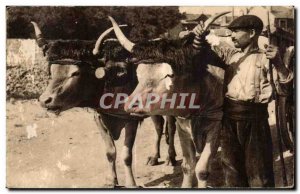 Postcard Old Basque Type tow hitch Oxen