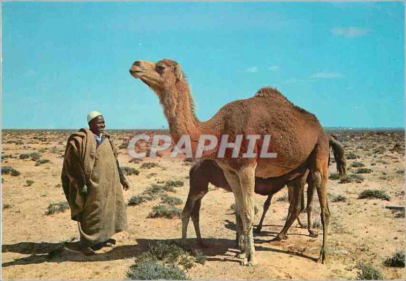CPM Libya camels in the desert Chameau