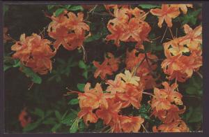 Flame Azalea Postcard