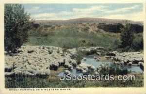 Sheep Farming - Western Range, Colorado CO  