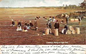 Cranberry Picking Cape Cod, Massachusetts, USA 1905 writing on front