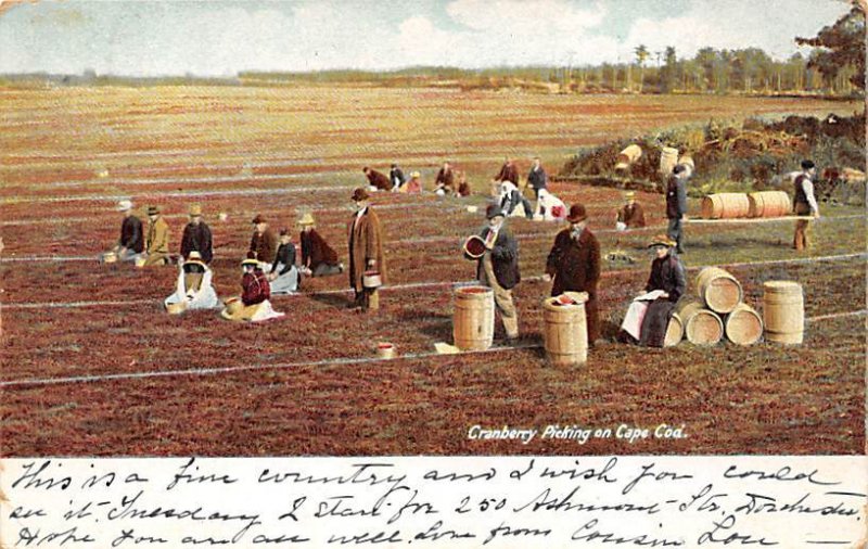 Cranberry Picking Cape Cod, Massachusetts, USA 1905 writing on front