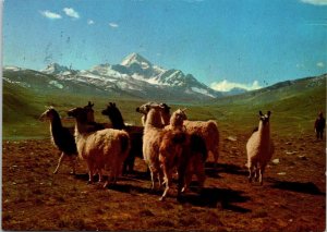 VINTAGE CONTINENTAL SIZE POSTCARD LLAMA HERD IN THE LA PAZ BOLIVIA SURROUNDINGS