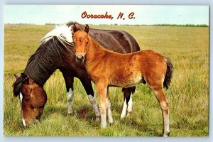 1960 Ocracoke North Carolina NC Vintage Postcard Wild Pony Outer Banks Unposted