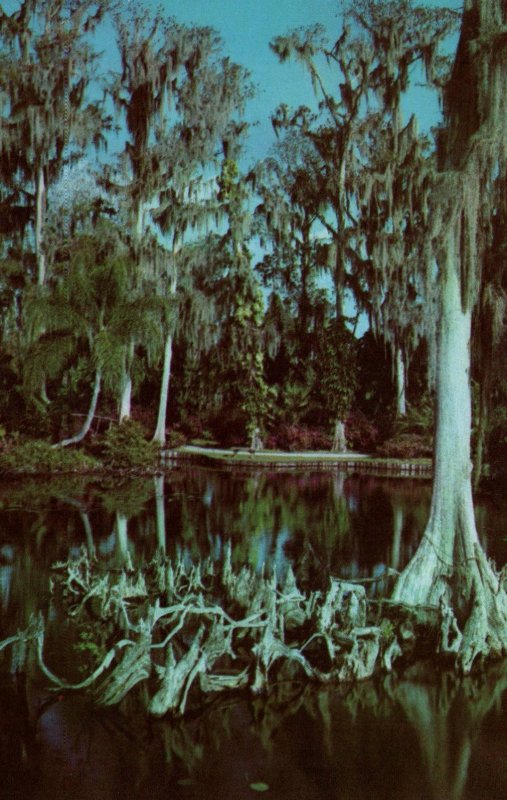 Cypress Trees and Knees,FL