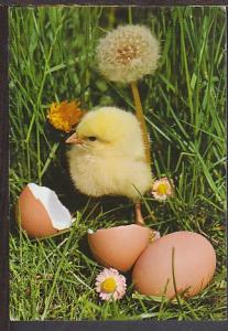 Baby Chick Postcard BIN 1044