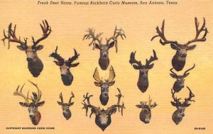 Buckhorn Curio Museum Freak Deer Horns - San Antonio, Texas TX Postcard