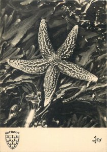 Animals nature sea starfish