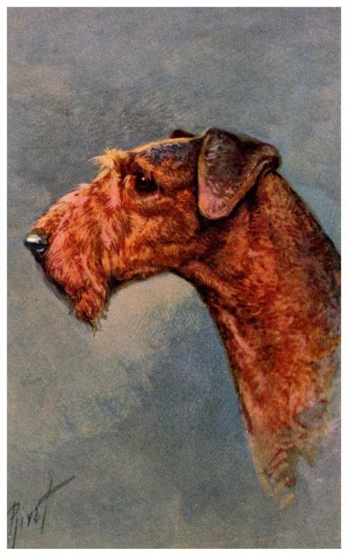 Dog  Schnauzer , artist signed